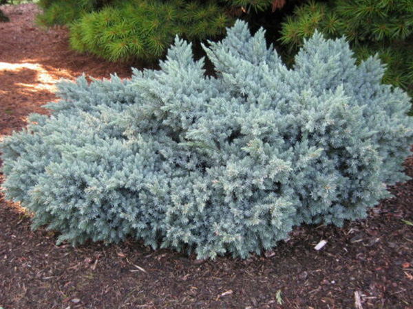 blue creeping juniper